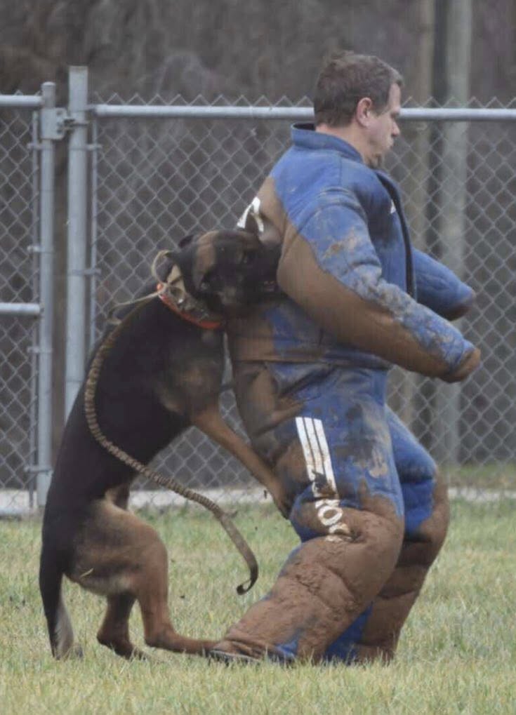 Expertly Trained Security K9s